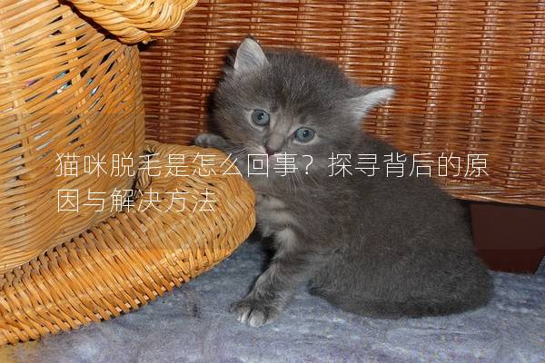 猫咪脱毛是怎么回事？探寻背后的原因与解决方法