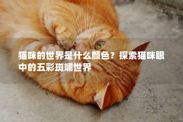 猫咪的世界是什么颜色？探索猫咪眼中的五彩斑斓世界