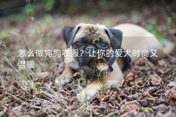 怎么做狗狗衣服？让你的爱犬时尚又温暖