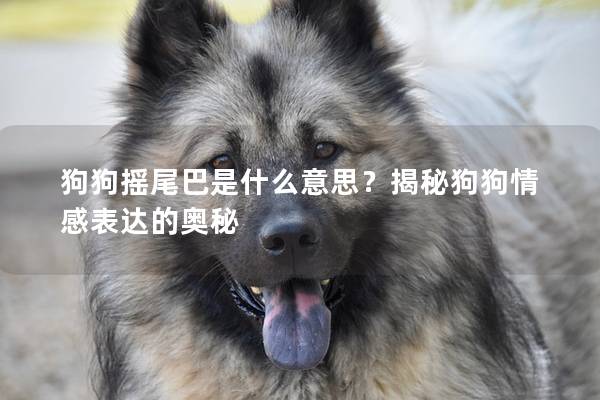 狗狗摇尾巴是什么意思？揭秘狗狗情感表达的奥秘