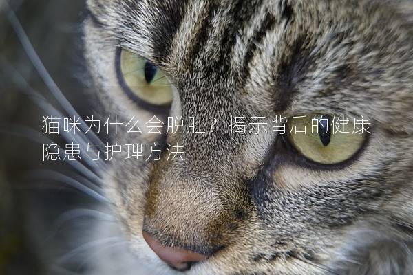 猫咪为什么会脱肛？揭示背后的健康隐患与护理方法