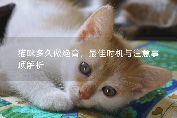 猫咪多久做绝育，最佳时机与注意事项解析