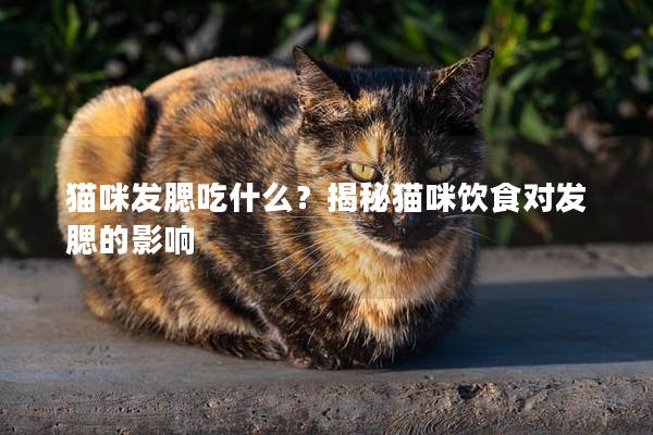 猫咪发腮吃什么？揭秘猫咪饮食对发腮的影响