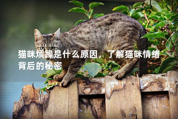 猫咪烦躁是什么原因，了解猫咪情绪背后的秘密