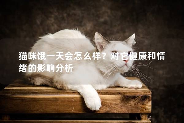 猫咪饿一天会怎么样？对它健康和情绪的影响分析