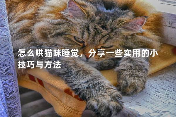 怎么哄猫咪睡觉，分享一些实用的小技巧与方法