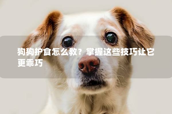 狗狗护食怎么教？掌握这些技巧让它更乖巧