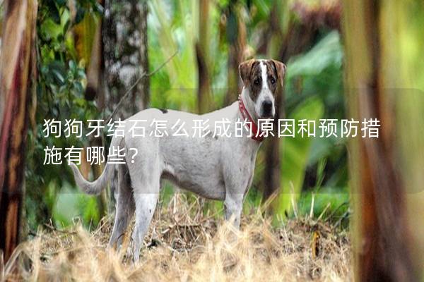 狗狗牙结石怎么形成的原因和预防措施有哪些？