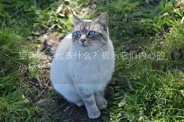 猫咪睡姿代表什么？揭示它们内心的小秘密