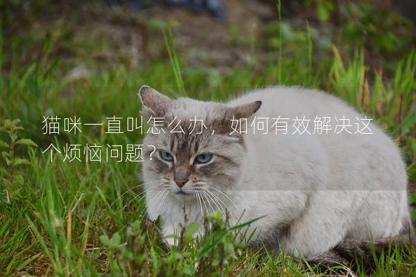 猫咪一直叫怎么办，如何有效解决这个烦恼问题？