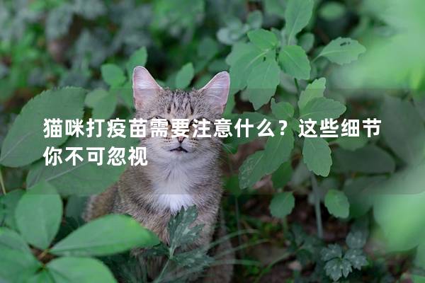 猫咪打疫苗需要注意什么？这些细节你不可忽视