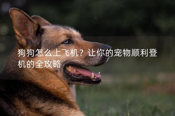 狗狗怎么上飞机？让你的宠物顺利登机的全攻略