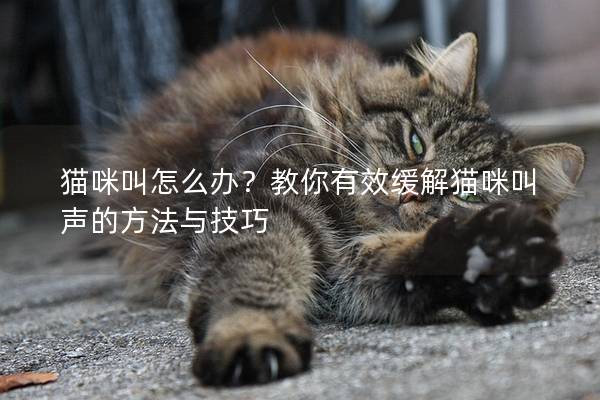 猫咪叫怎么办？教你有效缓解猫咪叫声的方法与技巧