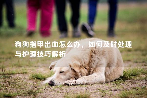 狗狗指甲出血怎么办，如何及时处理与护理技巧解析