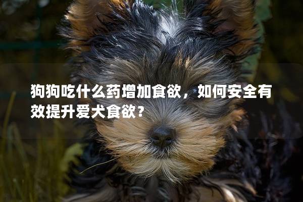 狗狗吃什么药增加食欲，如何安全有效提升爱犬食欲？