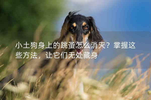 小土狗身上的跳蚤怎么消灭？掌握这些方法，让它们无处藏身