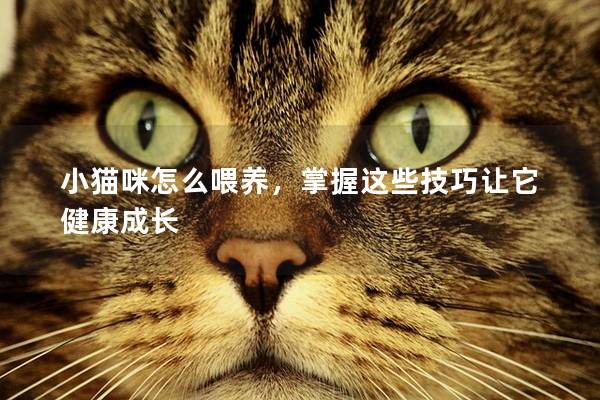 小猫咪怎么喂养，掌握这些技巧让它健康成长