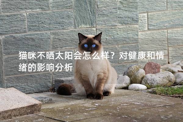 猫咪不晒太阳会怎么样？对健康和情绪的影响分析