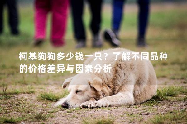 柯基狗狗多少钱一只？了解不同品种的价格差异与因素分析