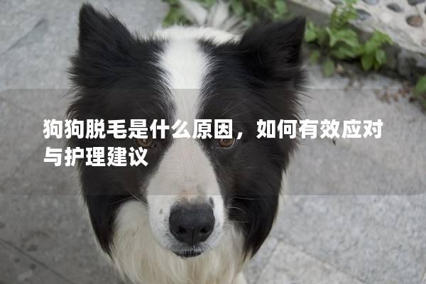 狗狗脱毛是什么原因，如何有效应对与护理建议