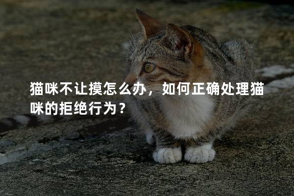 猫咪不让摸怎么办，如何正确处理猫咪的拒绝行为？