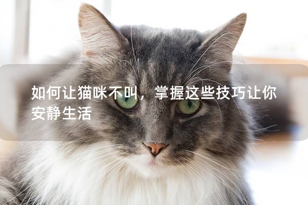 如何让猫咪不叫，掌握这些技巧让你安静生活