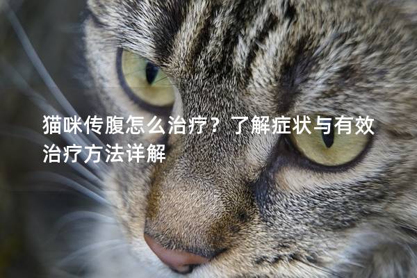 猫咪传腹怎么治疗？了解症状与有效治疗方法详解