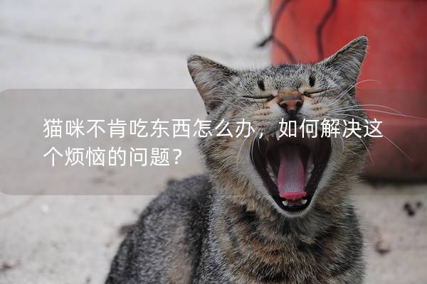 猫咪不肯吃东西怎么办，如何解决这个烦恼的问题？