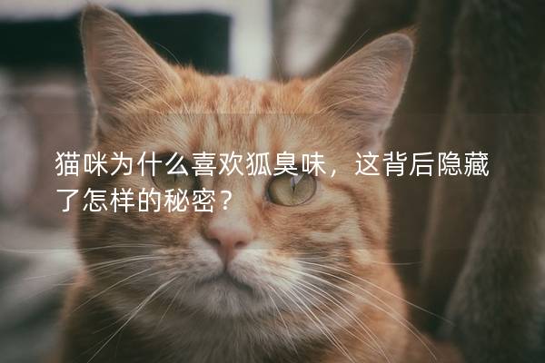 猫咪为什么喜欢狐臭味，这背后隐藏了怎样的秘密？