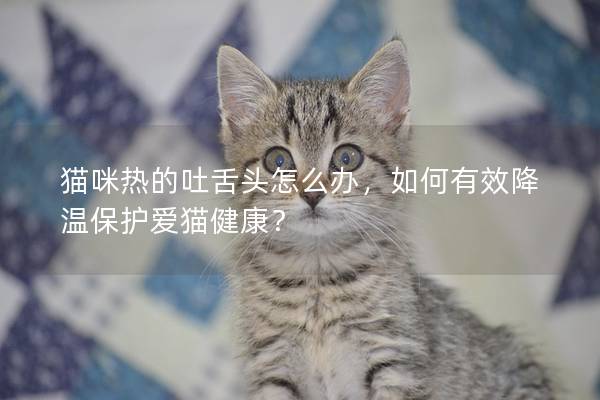 猫咪热的吐舌头怎么办，如何有效降温保护爱猫健康？