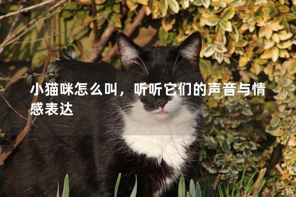 小猫咪怎么叫，听听它们的声音与情感表达