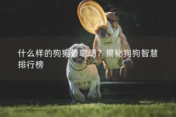 什么样的狗狗最聪明？揭秘狗狗智慧排行榜