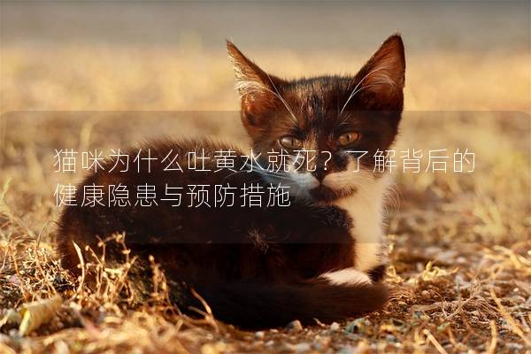 猫咪为什么吐黄水就死？了解背后的健康隐患与预防措施