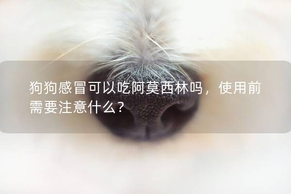 狗狗感冒可以吃阿莫西林吗，使用前需要注意什么？