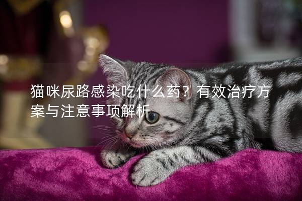 猫咪尿路感染吃什么药？有效治疗方案与注意事项解析