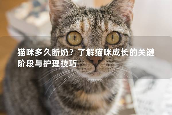 猫咪多久断奶？了解猫咪成长的关键阶段与护理技巧