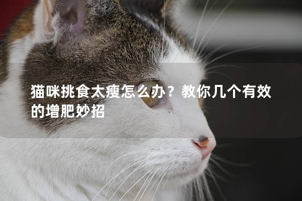 猫咪挑食太瘦怎么办？教你几个有效的增肥妙招