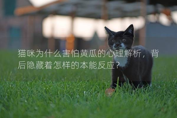 猫咪为什么害怕黄瓜的心理解析，背后隐藏着怎样的本能反应？