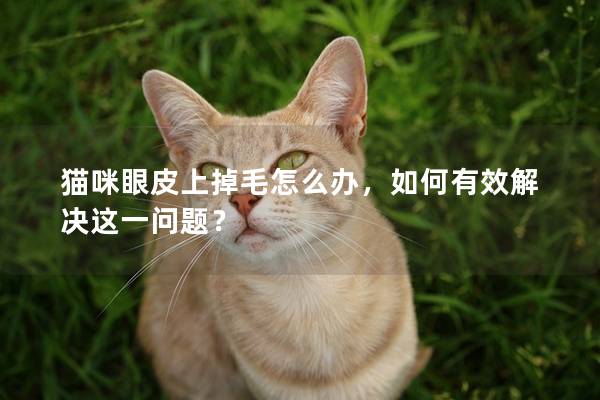 猫咪眼皮上掉毛怎么办，如何有效解决这一问题？