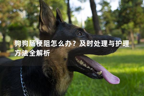 狗狗肠梗阻怎么办？及时处理与护理方法全解析