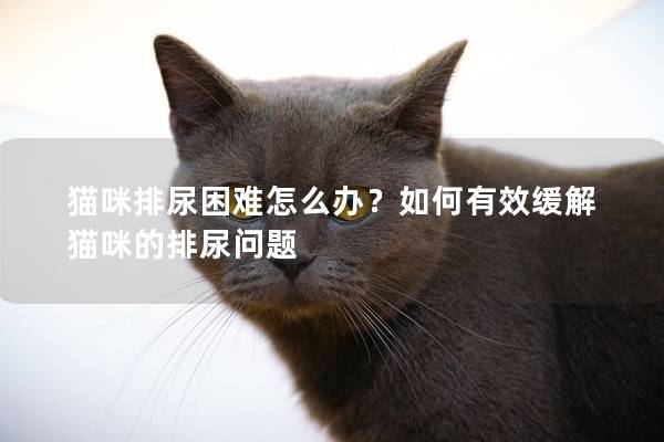 猫咪排尿困难怎么办？如何有效缓解猫咪的排尿问题