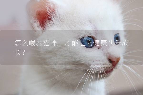 怎么喂养猫咪，才能让它健康快乐成长？