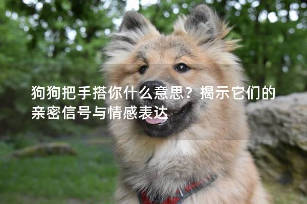 狗狗把手搭你什么意思？揭示它们的亲密信号与情感表达