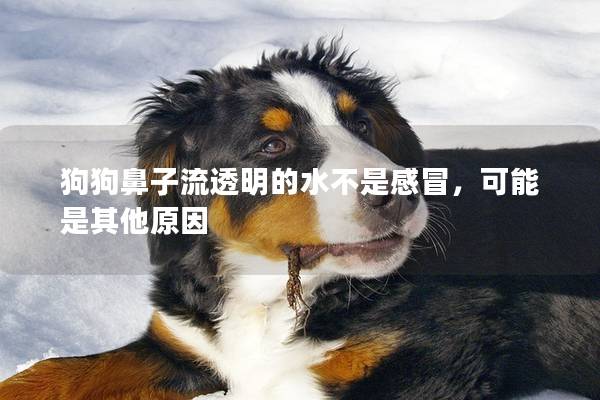 狗狗鼻子流透明的水不是感冒，可能是其他原因