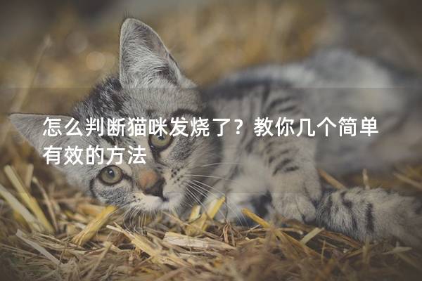 怎么判断猫咪发烧了？教你几个简单有效的方法