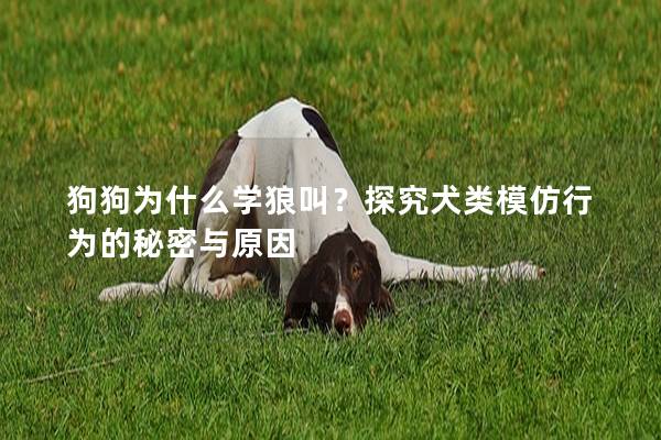 狗狗为什么学狼叫？探究犬类模仿行为的秘密与原因