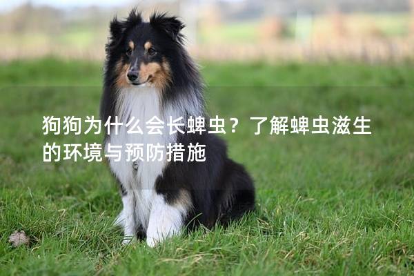 狗狗为什么会长蜱虫？了解蜱虫滋生的环境与预防措施