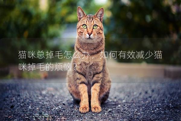 猫咪总掉毛怎么办，如何有效减少猫咪掉毛的烦恼？