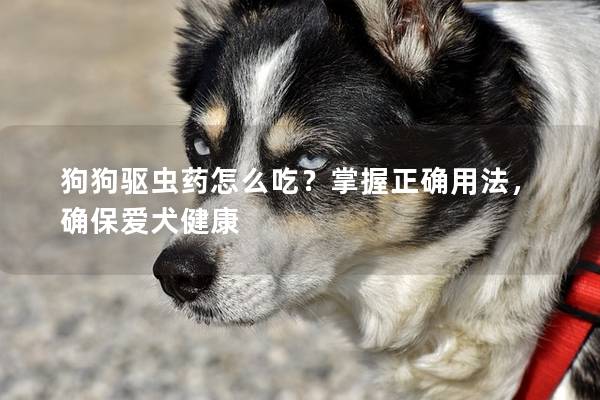 狗狗驱虫药怎么吃？掌握正确用法，确保爱犬健康