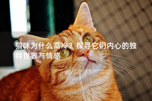 猫咪为什么高冷？探寻它们内心的独特世界与情感